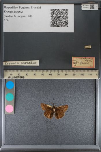 Media type: image;   Entomology 198241